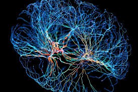 Neuroplasticita a zrkadlová terapia